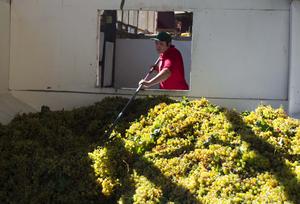 CHILE-COQUIMBO-PISCO-VENDIMIA