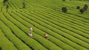CHINA-GUYU-AGRICULTURA