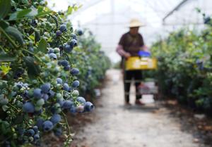 CHINA-GUYU-AGRICULTURA
