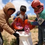SIRIA-QALAMOUN-DAMASCO-COSECHA DE ROSAS
