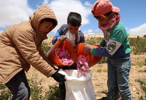 SIRIA-QALAMOUN-DAMASCO-COSECHA DE ROSAS