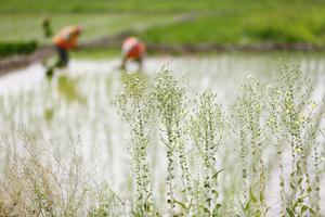 CHINA-GUYU-AGRICULTURA
