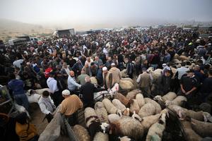 MEDIO ORIENTE-CISJORDANIA-HEBRON-EID AL-ADHA-MERCADO DE GANADO