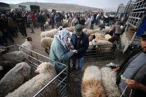 MEDIO ORIENTE-CISJORDANIA-HEBRON-EID AL-ADHA-MERCADO DE GANADO