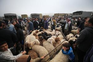 MEDIO ORIENTE-CISJORDANIA-HEBRON-EID AL-ADHA-MERCADO DE GANADO