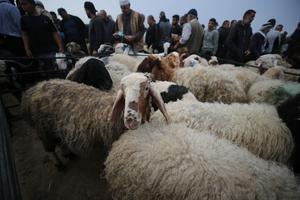 MEDIO ORIENTE-CISJORDANIA-HEBRON-EID AL-ADHA-MERCADO DE GANADO