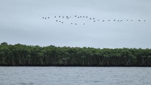 BRASIL-PARANA-PROYECTO DE CONSERVACION DE LA BIODIVERSIDAD