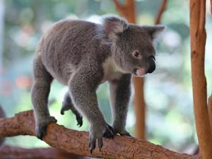 AUSTRALIA-BRISBANE-SANTUARIO DE KOALAS LONE PINE