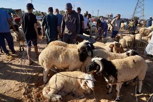 LIBIA-TRIPOLI-EID AL-ADHA-MERCADO DE GANADO