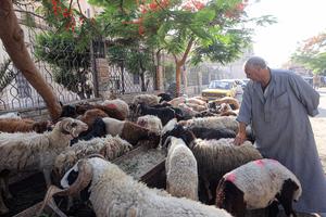 EGIPTO-CAIRO-EID AL-ADHA-MERCADO DE GANADO