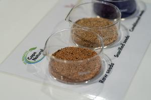 SUDAFRICA-CIUDAD DEL CABO-SEMILLAS DE ROOIBOS-MISION ESPACIAL
