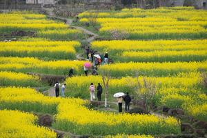 CHINA-ANHUI-XUANCHENG-FLOR DE COLZA-PAISAJE