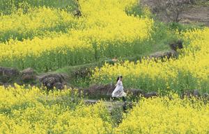 CHINA-ANHUI-XUANCHENG-FLOR DE COLZA-PAISAJE