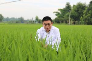 CHINA-SICHUAN-CIENTIFICOS-ENFERMEDAD DEL ARROZ