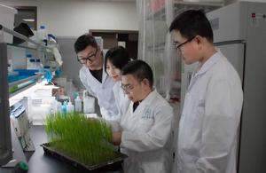 CHINA-SICHUAN-CIENTIFICOS-ENFERMEDAD DEL ARROZ