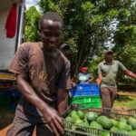 KENIA-AGUACATE-TEMPORADA DE COSECHA