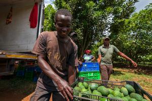 KENIA-AGUACATE-TEMPORADA DE COSECHA