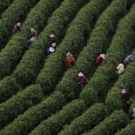 CHINA-ZHEJIANG-ANJI-TE BLANCO