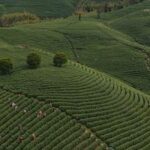 CHINA-ZHEJIANG-ANJI-TE BLANCO