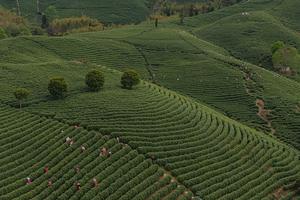 CHINA-ZHEJIANG-ANJI-TE BLANCO