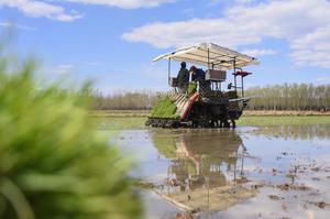 CHINA-HEILONGJIANG-AGRICULTURA