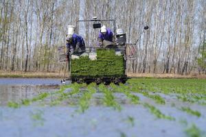 CHINA-HEILONGJIANG-AGRICULTURA