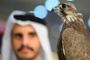 QATAR-DOHA-EXHIBICION DE CETRERIA
