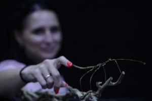 ESLOVENIA-LIUBLIANA-EXPOSICION DE ANIMALES EXOTICOS