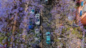 CHINA-YUNNAN-KUNMING-JACARANDA-FLORES