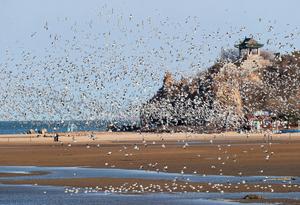 CHINA-HEBEI-QINHUANGDAO-GAVIOTAS
