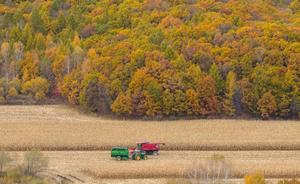 CHINA-HEILONGJIANG-OTOÑO-COSECHA