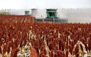 CHINA-HEILONGJIANG-OTOÑO-COSECHA