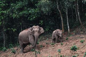 CHINA-YUNNAN-ELEFANTE-CONSERVACION