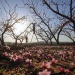 CHINA-PRIMAVERA-PAISAJE