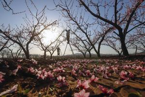 CHINA-PRIMAVERA-PAISAJE