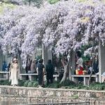 CHINA-PRIMAVERA-PAISAJE