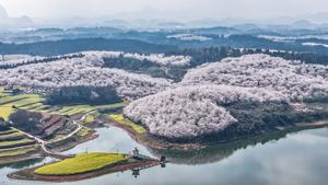CHINA-GUIZHOU-GUI'AN-FLORES DE CEREZO