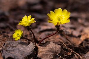 CHINA-HEILONGJIANG-ADONIS AMURENSIS
