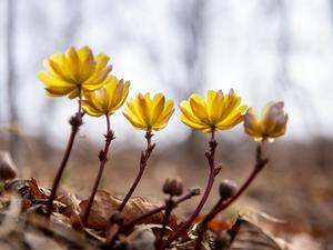 CHINA-HEILONGJIANG-ADONIS AMURENSIS