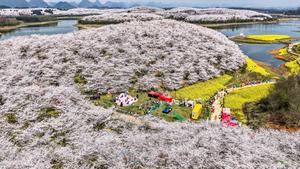 CHINA-GUIZHOU-GUI'AN-FLORES DE CEREZO