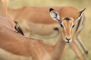 SUDAFRICA-MPUMALANGA-PARQUE NACIONAL KRUGER-100 ANIVERSARIO