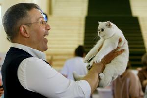 RUMANIA-BUCAREST-CONCURSO DE BELLEZA FELINA