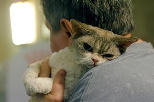 RUMANIA-BUCAREST-CONCURSO DE BELLEZA FELINA