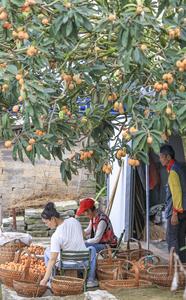 CHINA-ANHUI-SHEXIAN-NISPEROS-COSECHA