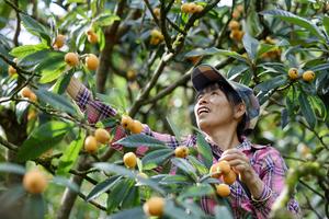 CHINA-ANHUI-SHEXIAN-NISPEROS-COSECHA