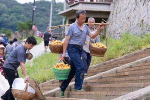CHINA-ANHUI-SHEXIAN-NISPEROS-COSECHA