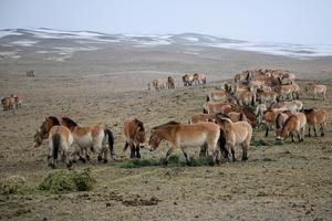 CHINA-XINJIANG-CABALLO DE PRZEWALSKI-REINTRODUCCION A LA VIDA SILVESTRE