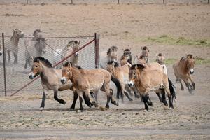 CHINA-XINJIANG-CABALLO DE PRZEWALSKI-REINTRODUCCION A LA VIDA SILVESTRE