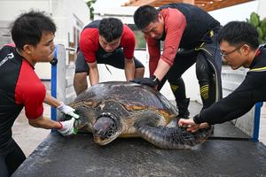 CHINA-HAINAN-SANYA-REFUGIO DE TORTUGAS MARINAS-PROTECCION DE TORTUGAS