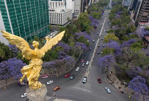 MEXICO-CIUDAD DE MEXICO-JACARANDAS